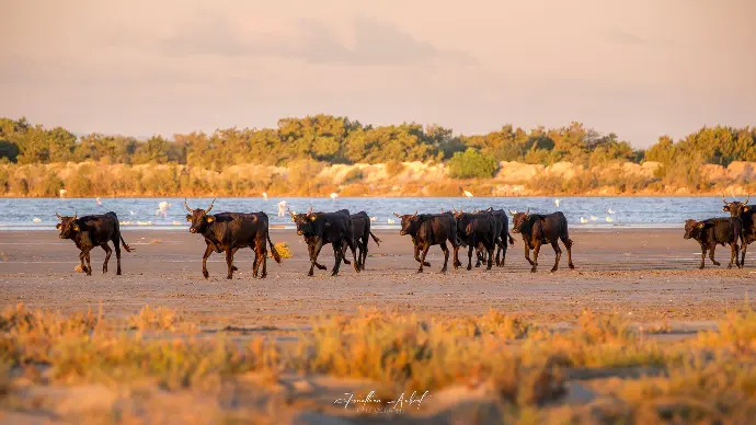 Taureaux camarguais marchant sur la plage au coucher du soleil en Camargue.