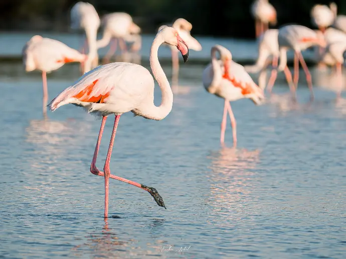 flamants roses dans les marais en camargue, location de sissy saintes maries de la mer